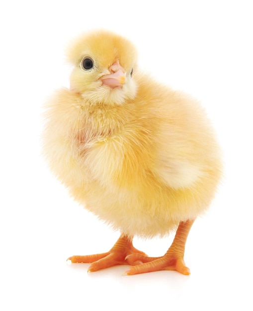 Small yellow chicken