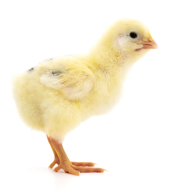 Small yellow chicken