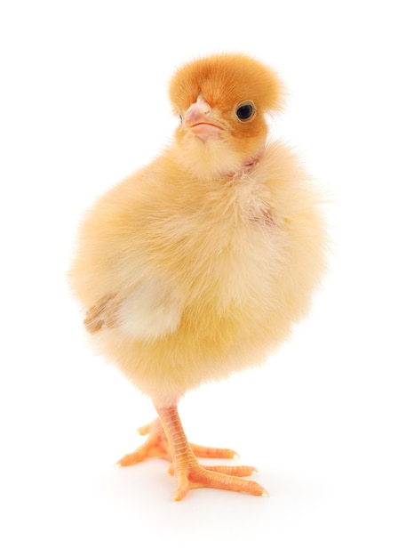 Small yellow chicken