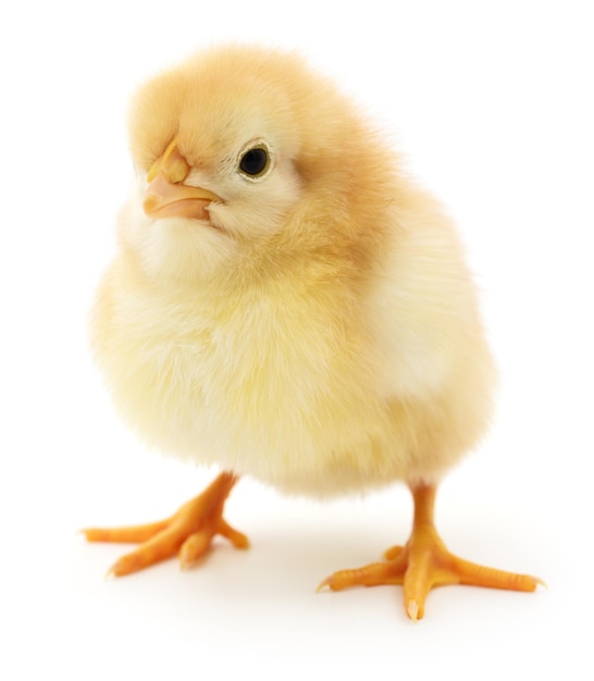 Small yellow chicken