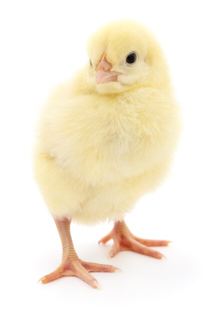 Small yellow chicken