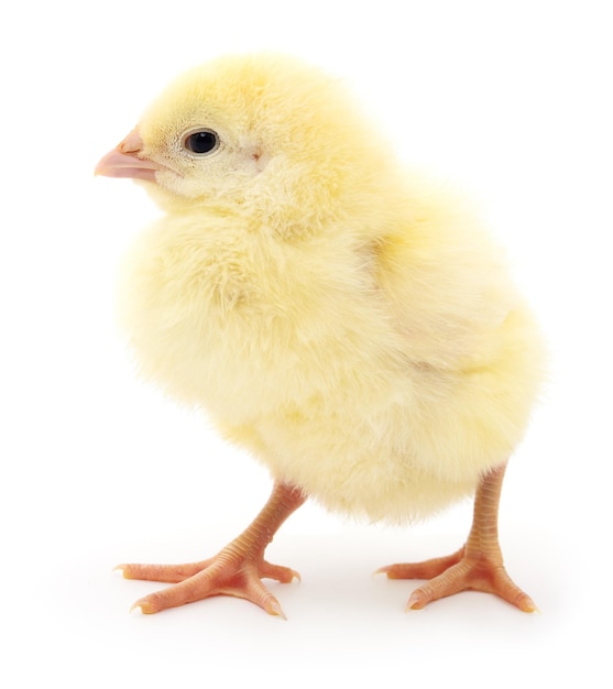 Small yellow chicken