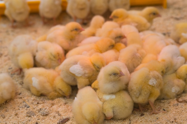 Small yellow chickens are basking in the farm