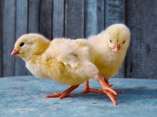 Маленькие желтые цыплята на деревянном фоне