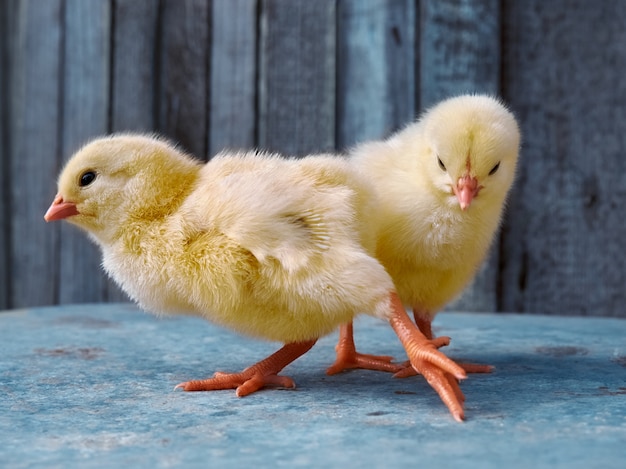 Small yellow chickens on a wooden background