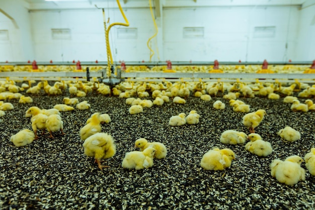 Small yellow chicks eating sunflower seeds in poultry farm Indoors chicken farm chicken feeding