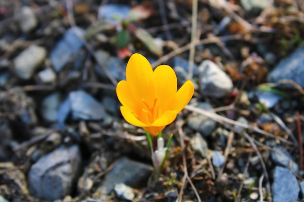 A small yellow crocus flower is growing in the ground.