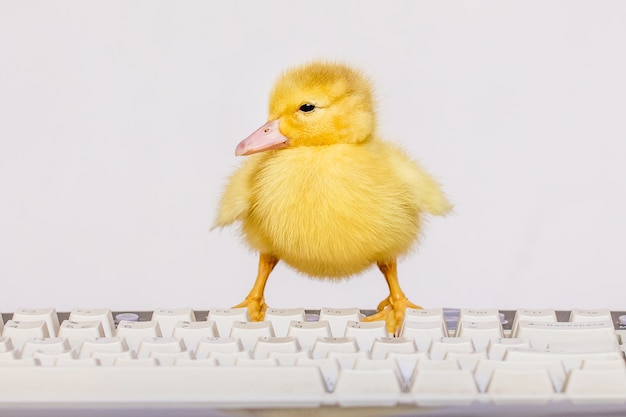 A small yellow duck on the computer keyboard. Work in the office at the computer 