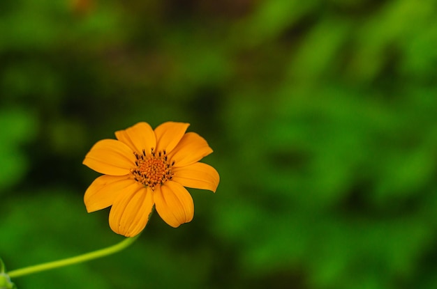 small yellow flower in the garden