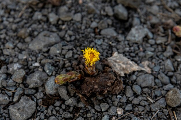 small yellow flower on ground