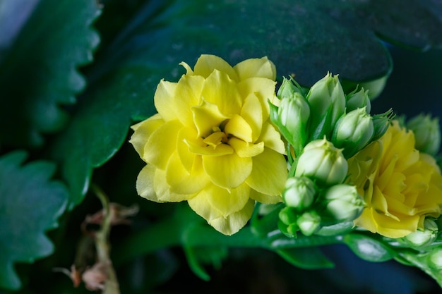 Small yellow flower of a houseplant macro photography Blossom yellow kalanchoe flower