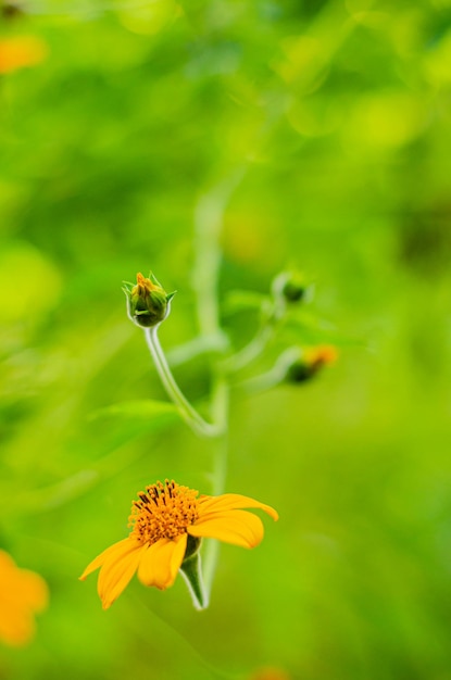 写真 庭の小さな黄色い花