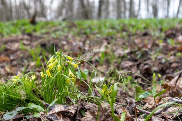 Photo a small yellow flower in the middle of a forest.