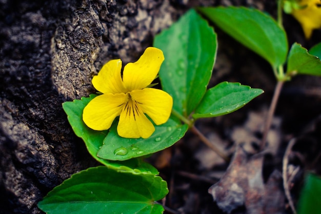 Small yellow flower with raindrops on leaves on a stone background
