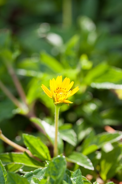 小さな黄色の花