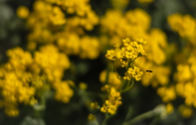 Small yellow flowers of aurinia saxatilis in the spring time