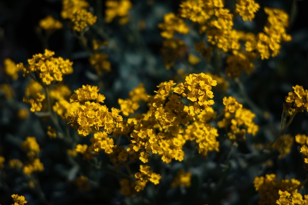 Small yellow flowers of aurinia saxatilis in the spring time