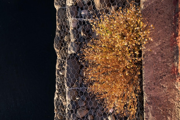 Small yellow flowers coming through a wooden pier at El Calafate Santa Cruz Argentina