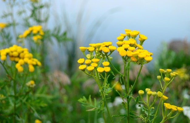 Piccoli fiori gialli di tanaceto comune su sfondo sfocato