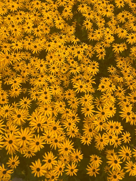 Small yellow flowers in the field