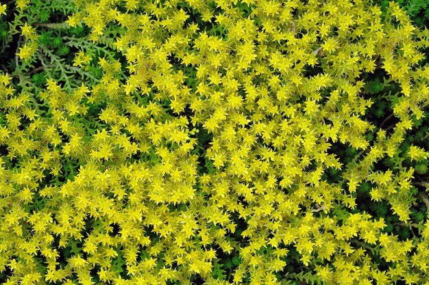 Piccoli fiori gialli su una vista dall'alto di un letto di fiori. sedum acro da vicino.