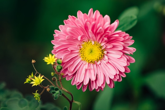 Small yellow flowers in the form of stars on the background of a graceful pink aster.