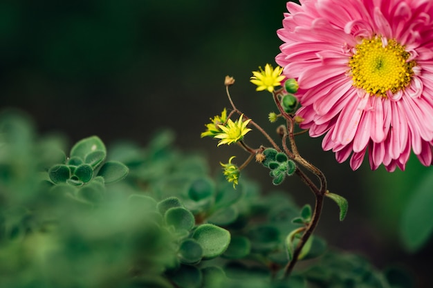 Small yellow flowers in the form of stars on  a graceful pink aster.