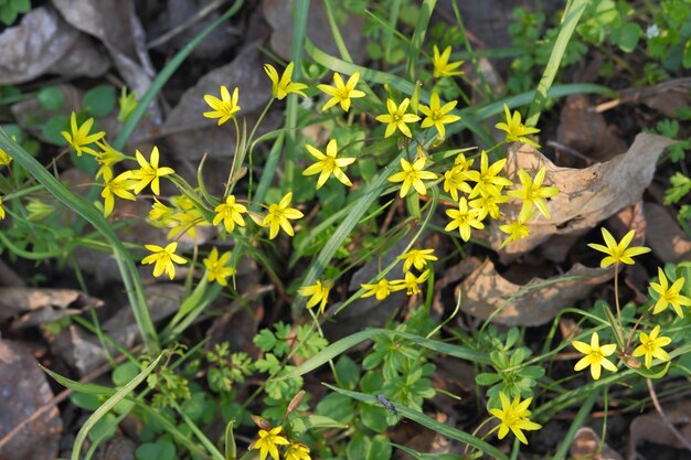 Foto piccoli fiori gialli crescono in un prato. sfondo primaverile con piccoli fiori gialli che sbocciano. concetto di primavera