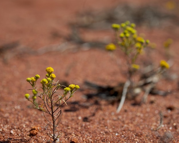 Foto piccoli fiori gialli che crescono sul campo