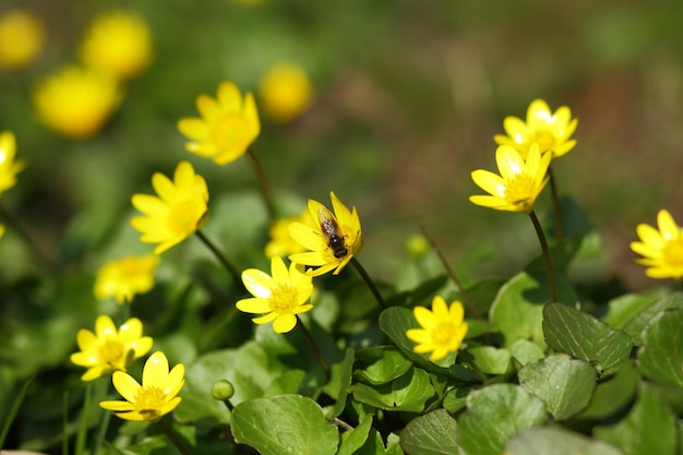 春の草の小さな黄色い花。庭の美しい明るい黄色の花