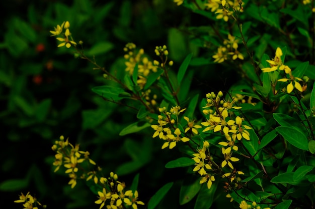 背景がぼやけた小さな黄色い花