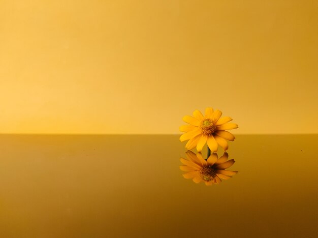 Photo small yellow flowers with reflection on a yellow background