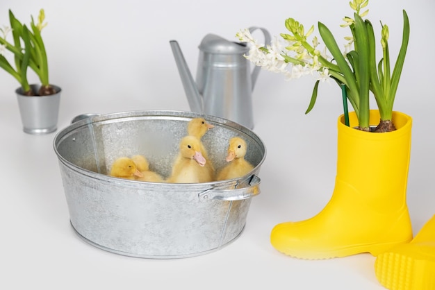 Small yellow fluffy ducklings in a metal bowl on a white background in studio