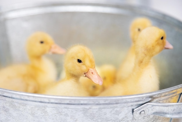 Photo small yellow fluffy ducklings in a metal bowl on a white background in studio