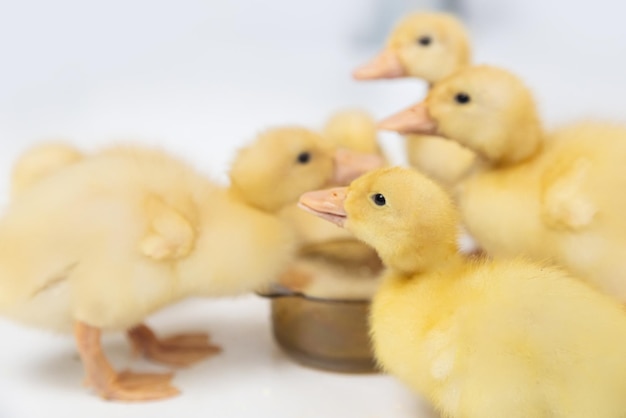 Small yellow fluffy ducklings on a white background in the studio