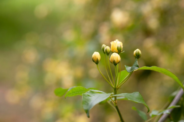 Маленькие желтые розы Rosa Banksiae, освещенные солнцем в селективном фокусе сада