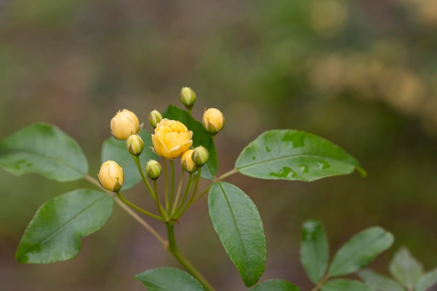 庭のセレクティブ フォーカスで太陽に照らされた小さな黄色いバラ ローザ バンクシアエ