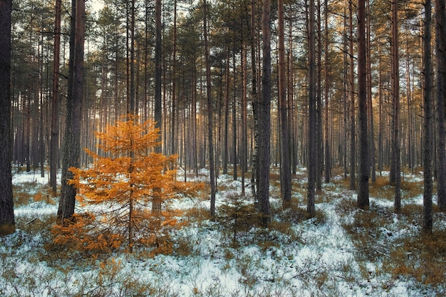 Small yellow spruce among pine trees in the winter forest