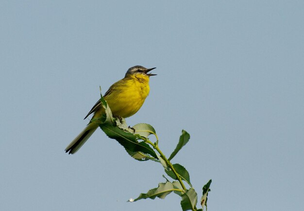 작은 노란색 Wagtail Motacilla 플라바가 KhantyMansiysk 나뭇가지에 앉아 노래합니다