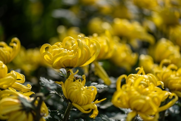 公園内の小さな黄色い野生の菊