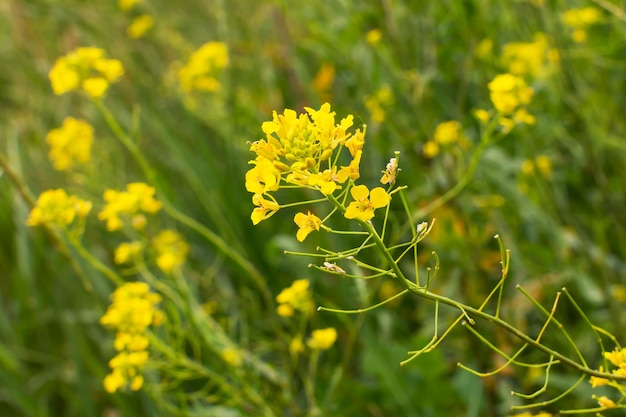 小さな黄色の野の花は、自然の厚い草を植えます