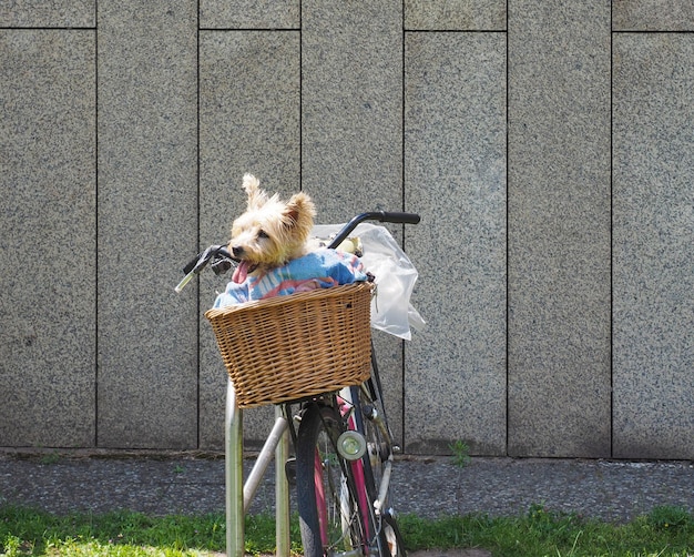 Photo small yorkshire terrier dog (aka yorkie)