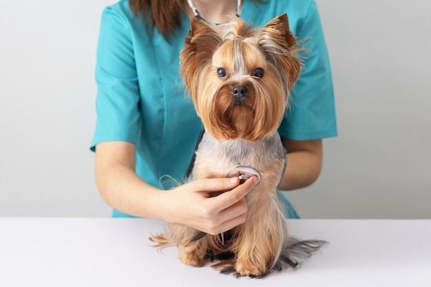 a small yorkshire terrier dog at a veterinarians appointment the concept of caring for pets