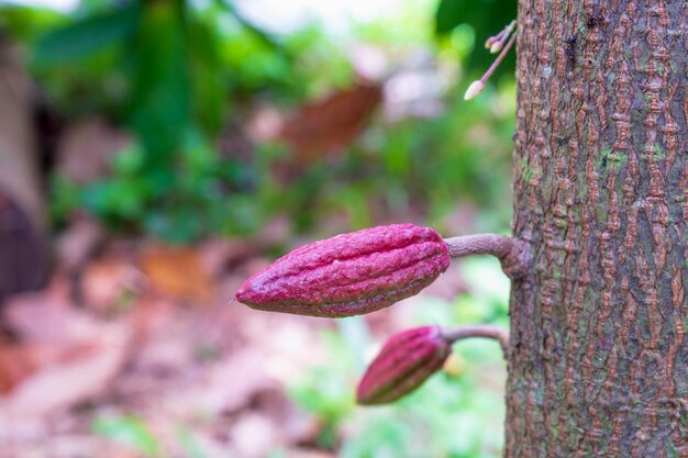 Small young cacao fruit on the cacao tree