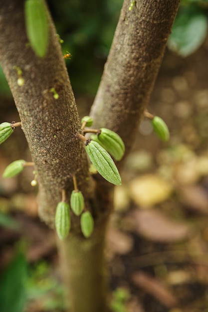 Small young cocoa pod  on cacao tree