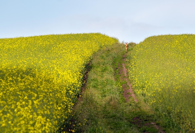 Small young deer on dirty road through spring rapeseed yellow blooming fields Natural seasonal good weather climate eco farming countryside and animal beauty concept