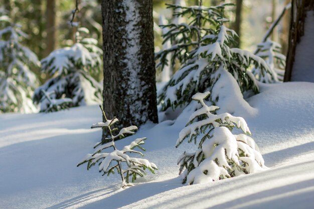 雪で覆われた小さな若い緑のモミの木