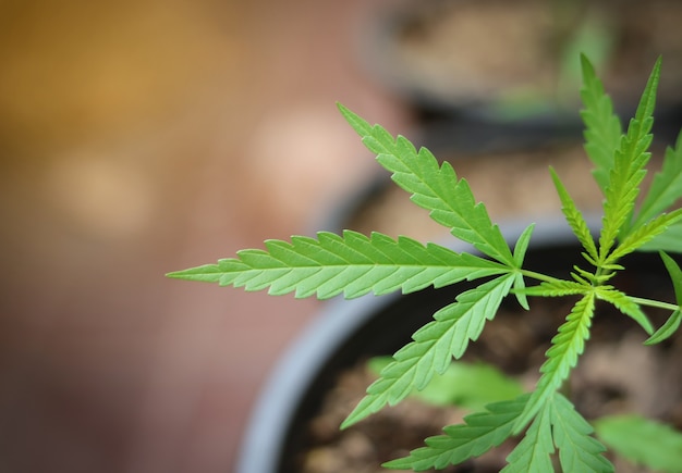 Small young green hemp sprout in pot