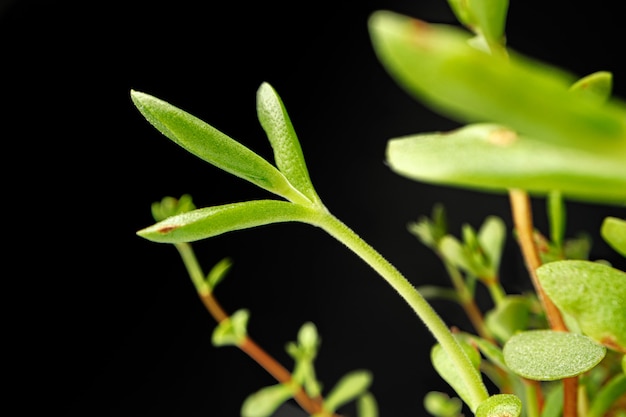 Small young green sprouts of a plant on black close up