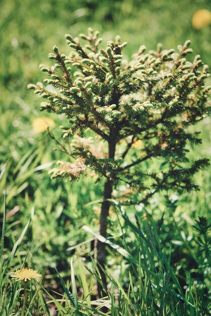 Small young green tree growing among the grass on a sunny summer day. close up